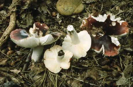 Purpurschwarzer Täubling (Russula atropurpurea) - © Helmut Pidlich-Aigner